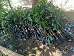 Kolaborasi BPDAS-PILHI-Komite Sekolah, SMAN 23 Makassar Jadi Pilot Project Penanaman Mangga Harum Manis Premium