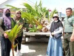 Pemprov Sulbar Bantu Bibit Kelapa Genjah Bagi Petani Mamuju