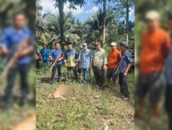Geger! Anjing Gila Positif Rabies Gigit 8 Warga di Maros, Akhirnya Ditembak Mati